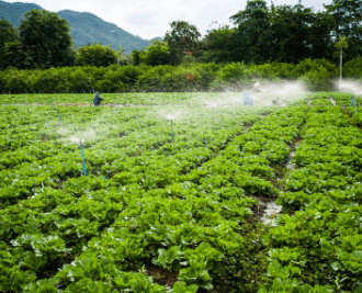 Planting Assimilation