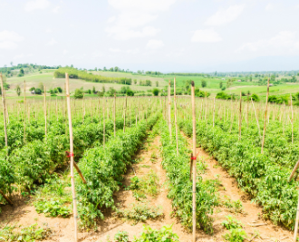 Planting Assimilation